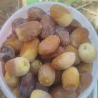 خرما کبکاب