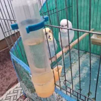 مرغ عشق دستی فروش فوری