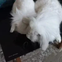 یه جفت خرگوش لوپ هلندی واکسن زده|موش و خرگوش|پرند, فاز ۵|دیوار