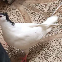کفتر|پرنده|کرج, کمال‌شهر|دیوار