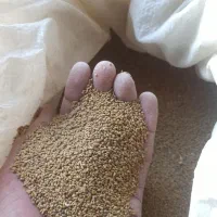 فروش بذر یونجه نیک شهری پایه بلند با کیفیت عالی،|عمده‌فروشی|بهبهان, |دیوار