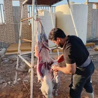 بره نر گوسفند و قصاب