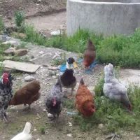 مرغ لری وگلین