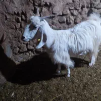 2عدد بز دو دو رگ پاکستانی|حیوانات مزرعه|ماهان, |دیوار