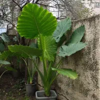 درخت تزئینی و بابا آدم