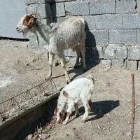 بز و بزغاله درشت