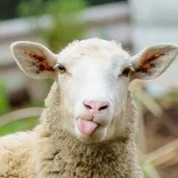 ذبح انواع گوسفند و شتر مرغ و گوساله بهداشتی کیفیت