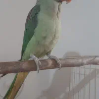 جوجه شاه طوطی نر|پرنده|ری, سرتخت|دیوار