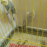 عروس هلندی جفت