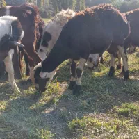 گوسفند.قوچ|حیوانات مزرعه|سیلاخور, |دیوار