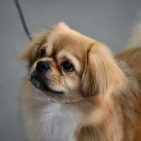 سگ پاپی|سگ|خمینی‌شهر, |دیوار