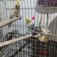 دو عدد عروس هلندی