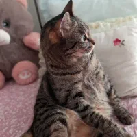 گربه DSH سه ساله