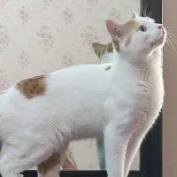 واگذاری گربه لوس و دستی