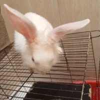 خرگوش چشم دورنگ|موش و خرگوش|قم, شاه ابراهیم|دیوار