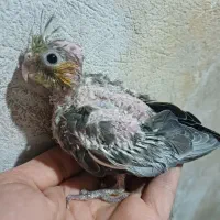 جوجه سرلاکی عروس هلندی سالم وسرحال|پرنده|گرگان, |دیوار