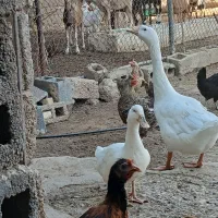 یک عددقوقازنر ویک عدد اردک ماده به فروش میرسد