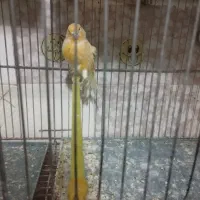 قناری ماده|پرنده|سلماس, |دیوار