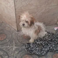 فروش سگ شیزو|سگ|پلدختر, |دیوار