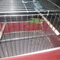 جفت مرغ عشق