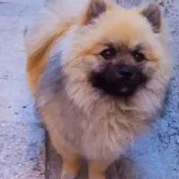 سگ پامرین خرسی