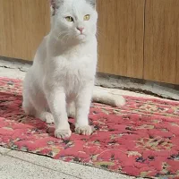 گربه خانگی ،تربیت شده، واکسن زده،