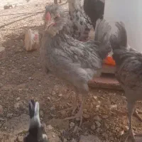 واروک گلین چهل تاج ریشی فول