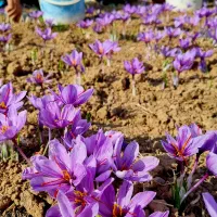 فروش زعفران اصل خراسان با برگه آنالیز