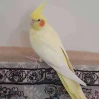 یک جفت عروس هلندی|پرنده|شهریار, رضی آباد بالا|دیوار