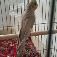 طوطی عروس نر خاص