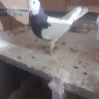 سرور کلفه جفت تخم هم گذاشته سیاه کلفه مثل خروس