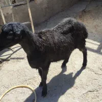 برماده سیاه لخت
