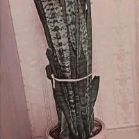 گل سانسورها با گلدان