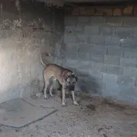 سرابی|سگ|محمدیه-قزوین, |دیوار