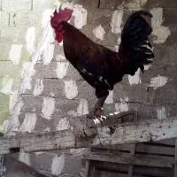 خروس محلی