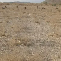 گوسفند فروشی