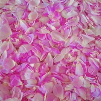 گلبرگ محمدی