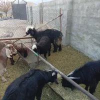 بر قوچ بسیار عالی|حیوانات مزرعه|طسوج, |دیوار