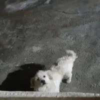 سگ گمشده
