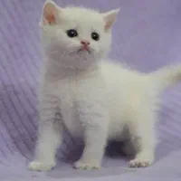 بچه های بریتیش اصیل(چهارباغ بالا)|گربه|اصفهان, باغ زرشک|دیوار