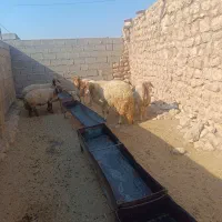 قوچ سنجابی داشتی