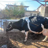 گاو هلشتاین شیری|حیوانات مزرعه|آق قلا, |دیوار