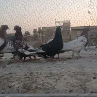 بهبهونی|پرنده|شیراز, پانصد دستگاه ارتش|دیوار
