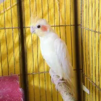عروس هلندی نر بالغ