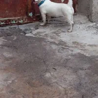 سگ گمشده