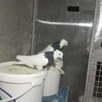 چند جفت طوقی|پرنده|بجنورد, |دیوار