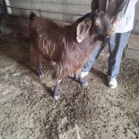 گوسفند|حیوانات مزرعه|صوفیان, |دیوار