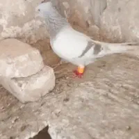 ماده دم‌سفید کاکل میخ