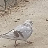کبوتر نر باخت رفته