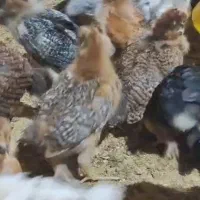 جوجه گلپایگان 35 روزه ، سالم و سرحال